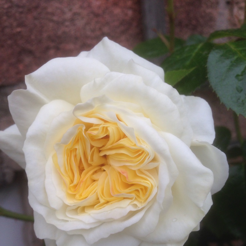 Plant image Rosa 'Clarence House'