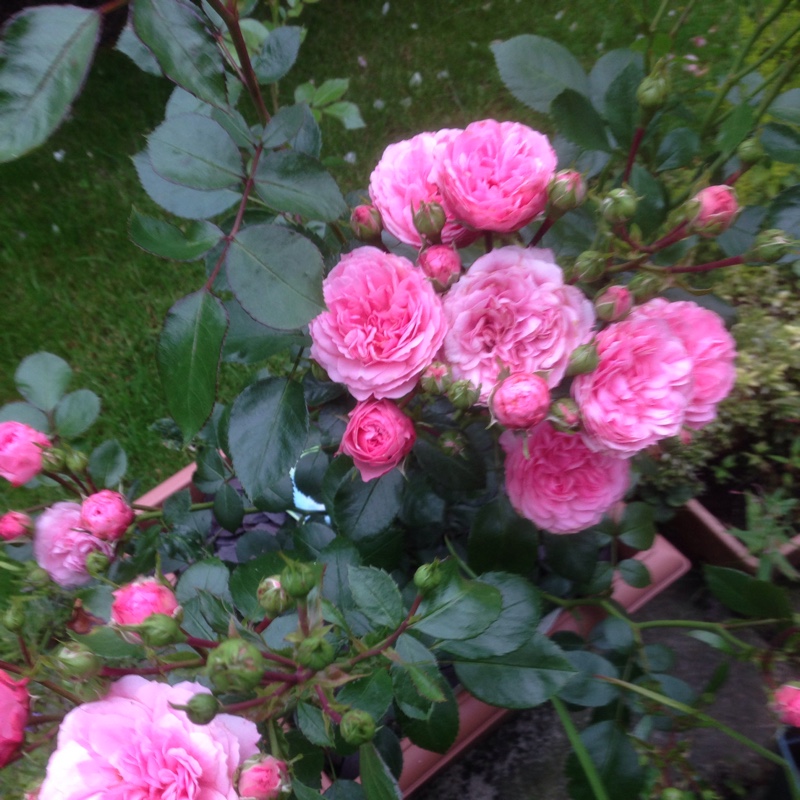Plant image Rosa 'Special Grandma'