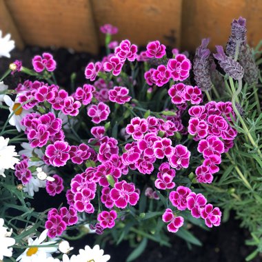Dianthus barbatus