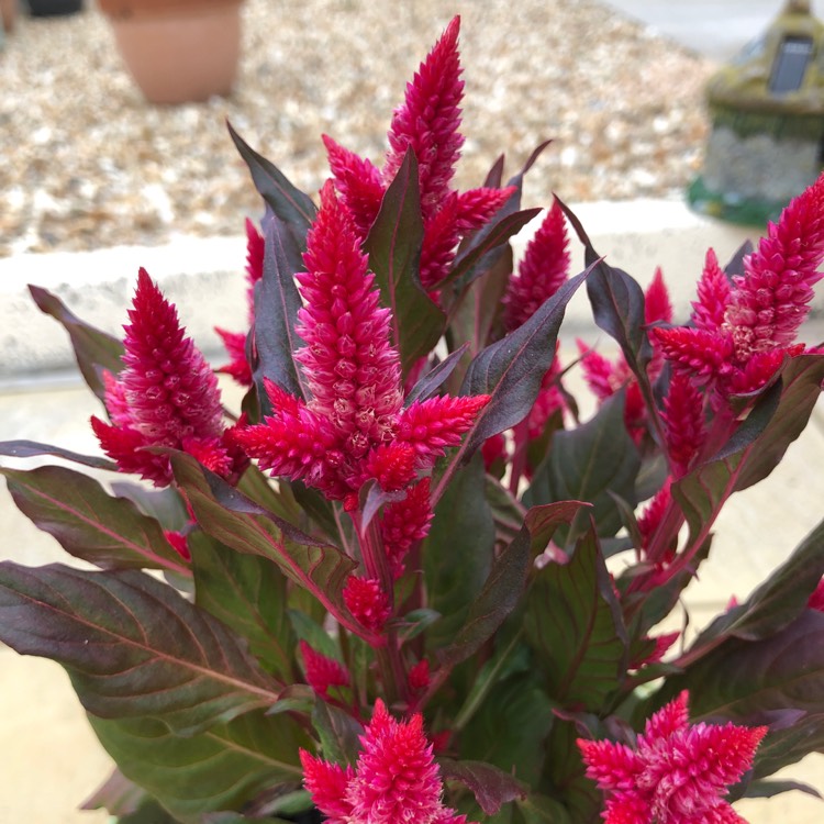 Plant image Celosia argentea plumosa