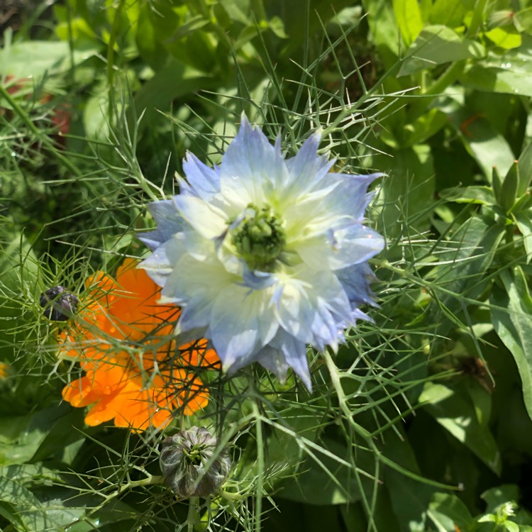 Plant image Nigella papillosa 'African Bride'