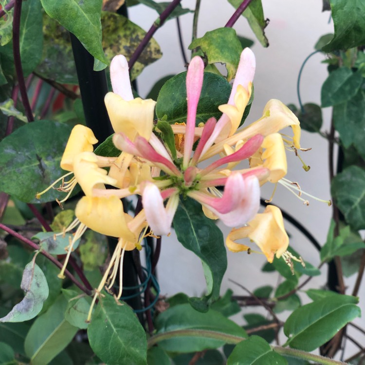 Plant image Lonicera periclymenum 'Belgica'