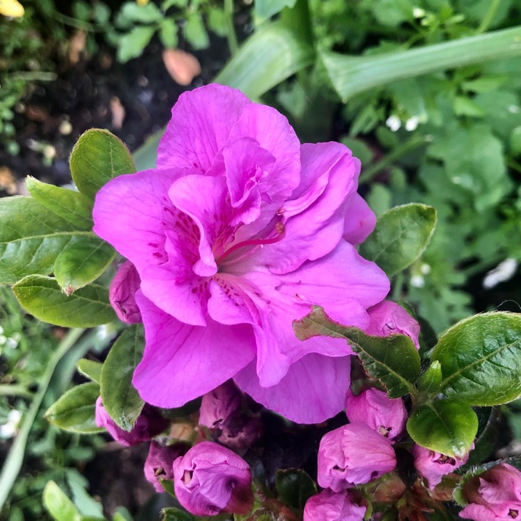 plant image 1278659