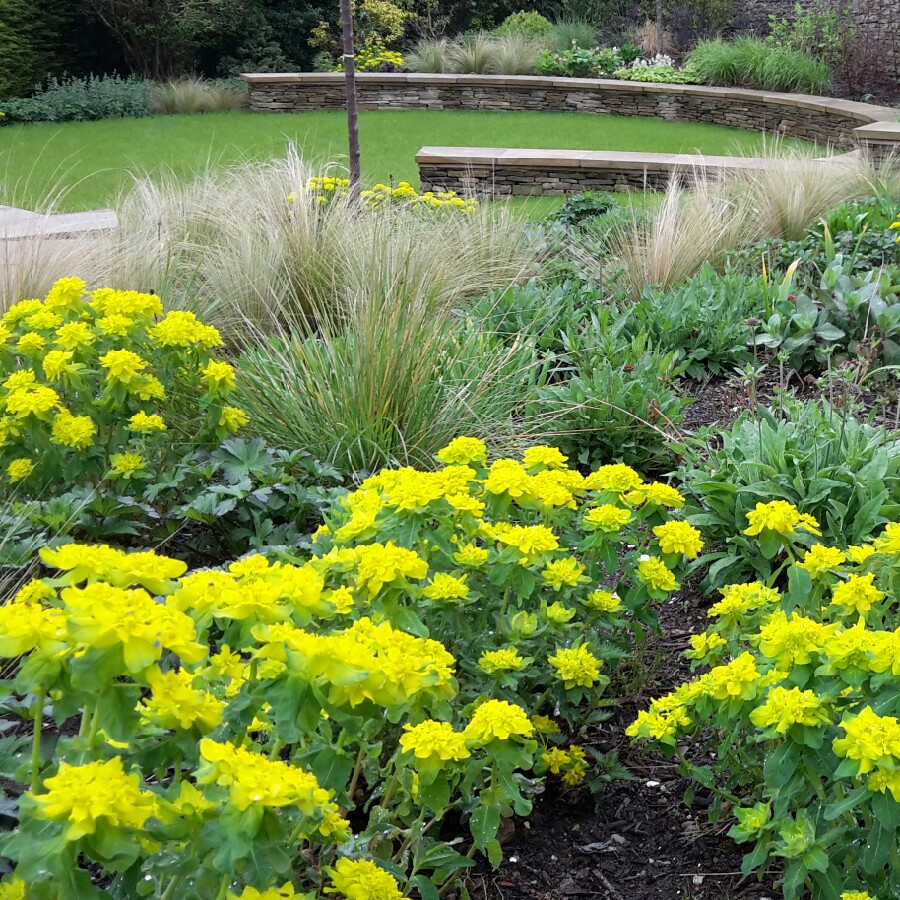 plant image 69595
