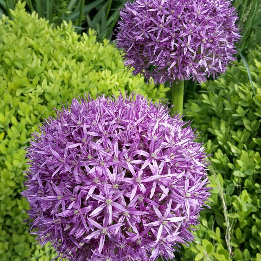Allium 'Globemaster'