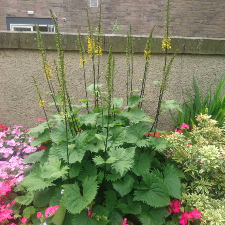 Plant image Ligularia 'The Rocket' syn. Ligularia przewalskii 'The Rocket' ; Senecio 'The Rocket'