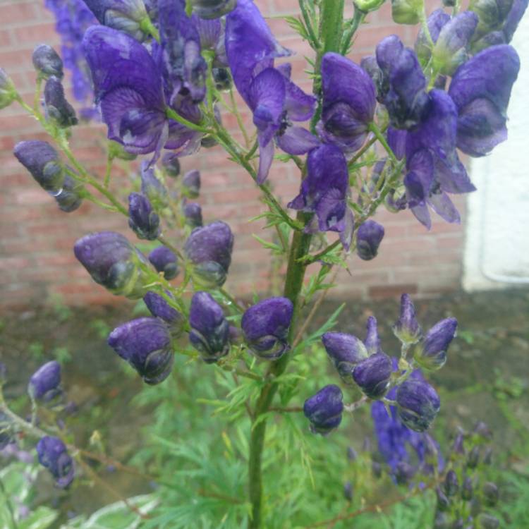 Plant image Aconitum