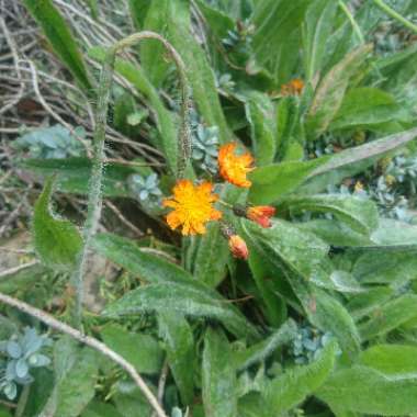 Pilosella aurantiaca