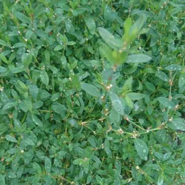 Polygonum Aviculare