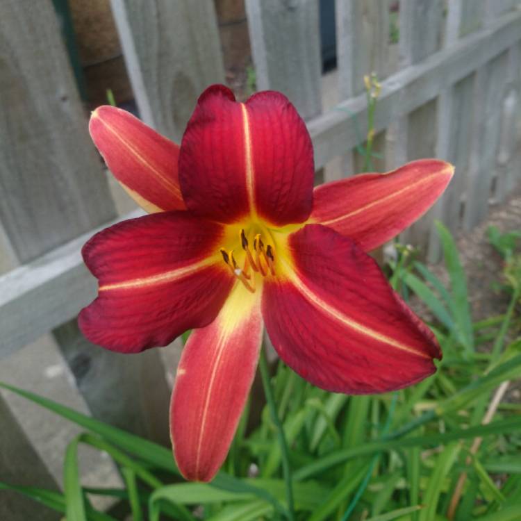 Plant image Hemerocallis 'Purple Waters'