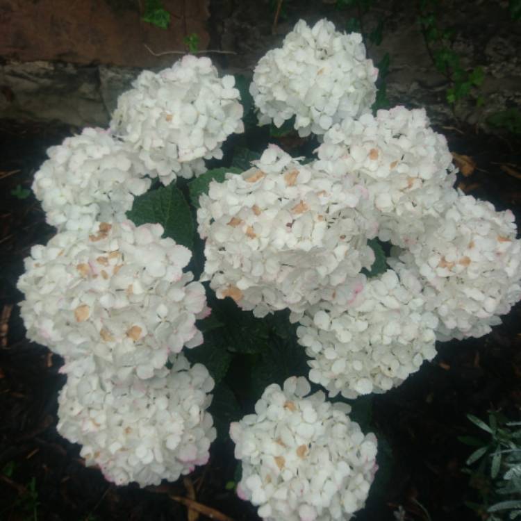 Plant image Hydrangea macrophylla 'Schneeball'