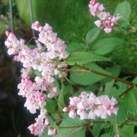 Plant image Persicaria