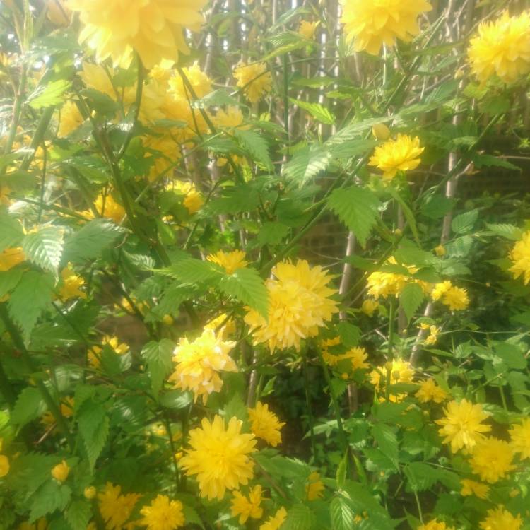 Plant image Kerria japonica 'Golden Guinea'