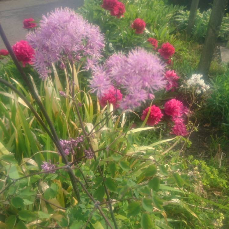 Plant image Thalictrum aquilegiifolium var. sibiricum syn.Thalictrum contortum