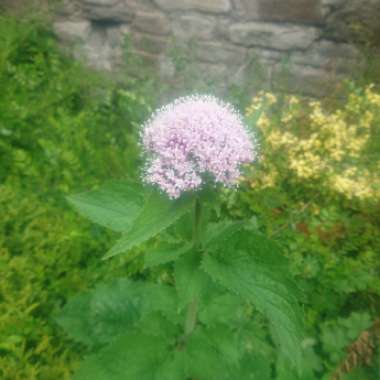 Common Valerian