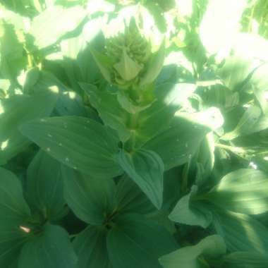 Great yellow gentian