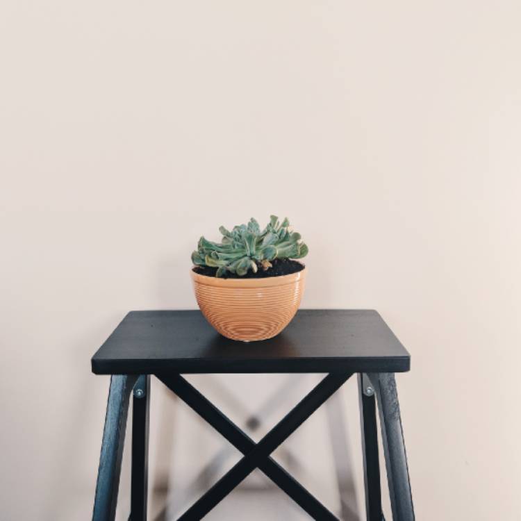 Plant image Echeveria Irish Mint