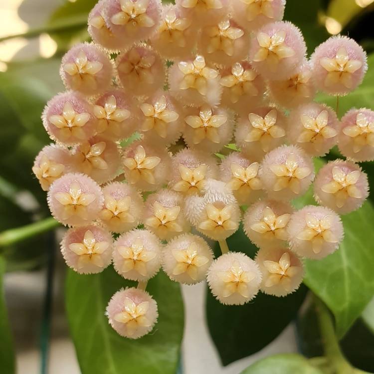 Plant image Hoya obscura