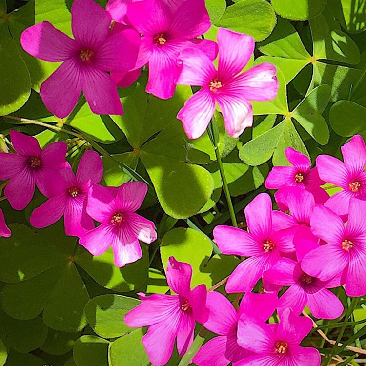 plant image 1302885
