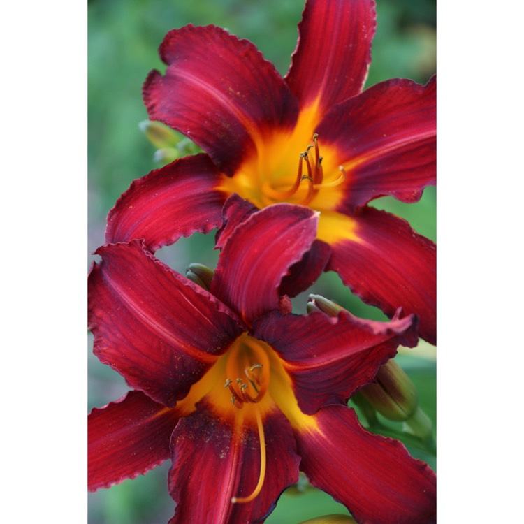 Plant image Hemerocallis 'Stafford'