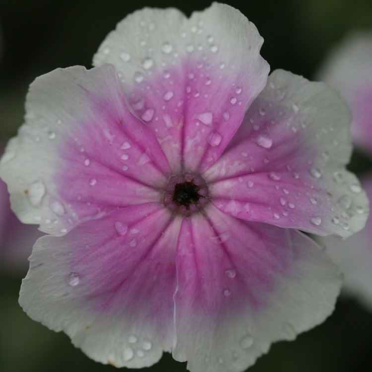 Plant image Lychnis coronaria 'Angel's Blush'
