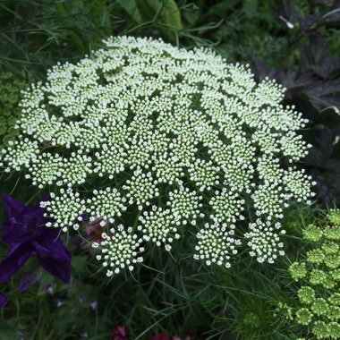 Ammi visnaga