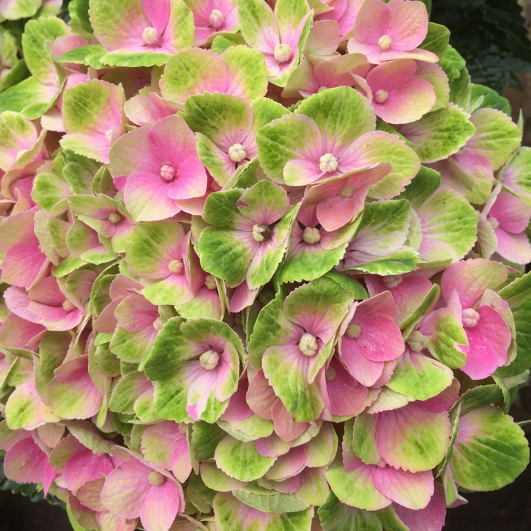 Plant image Hydrangea macrophylla 'Magical Amethyst'