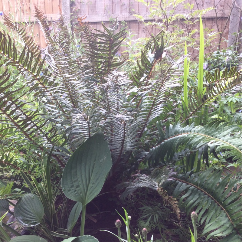 Mark's garden