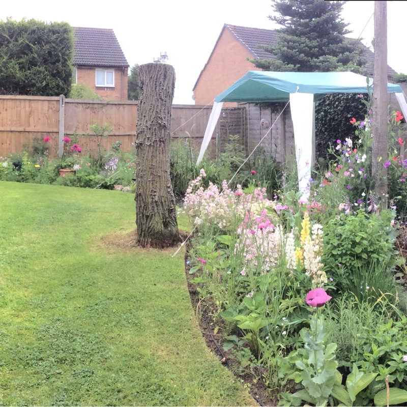 Mark's garden