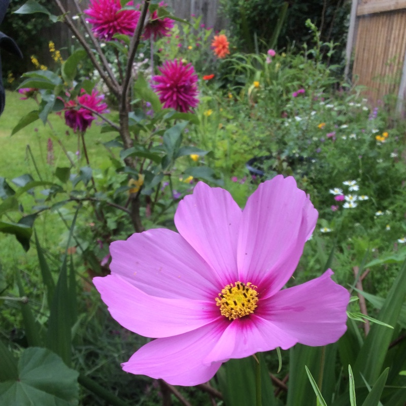 Mark's garden
