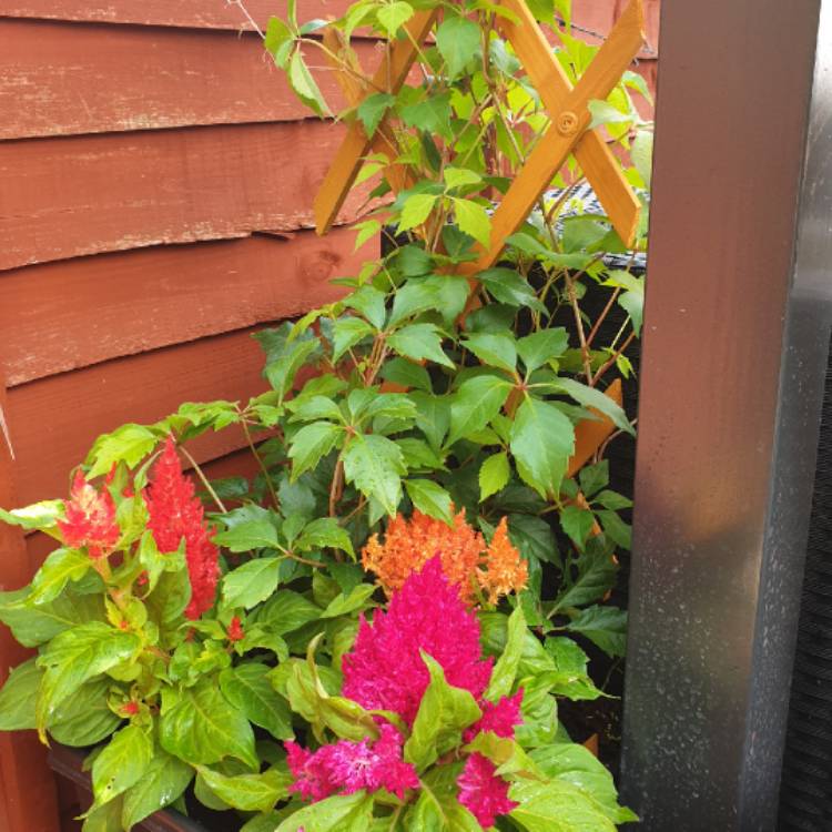Plant image Celosia argentea plumosa