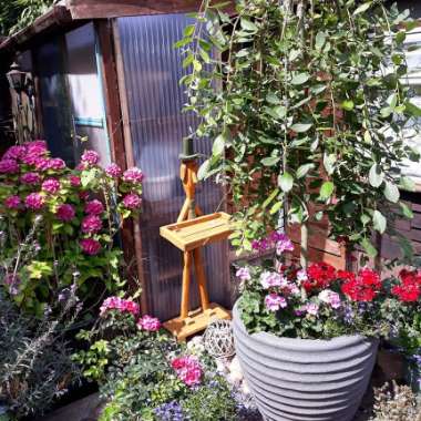 Markwaynes's garden