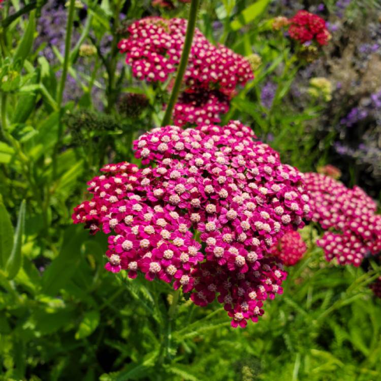 Plant image Achillea millefolium 'Strawberry Seduction'