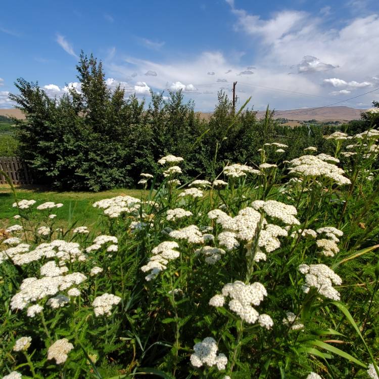 Plant image Achillea Millefolium 'Colorado' (Mix)