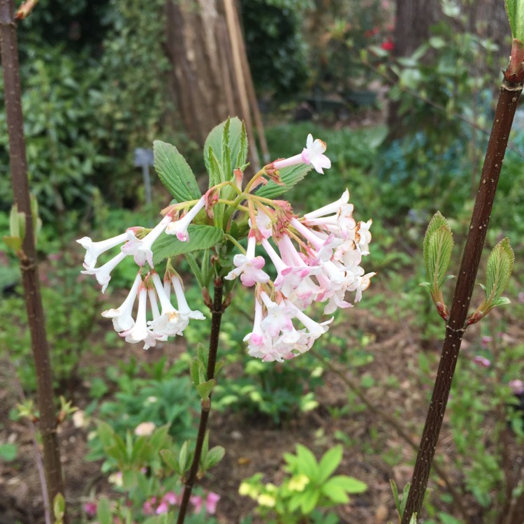 Plant image Viburnum x bodnantense