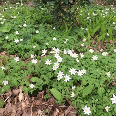 Ian's garden