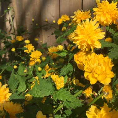 Ian's garden