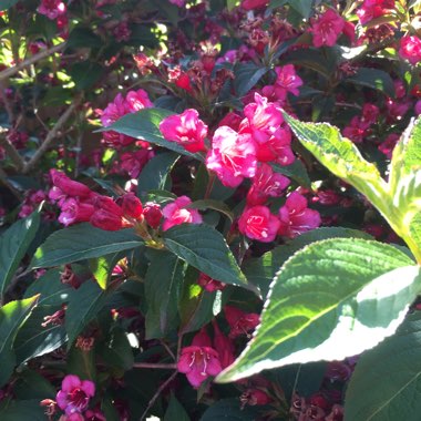 Ian's garden