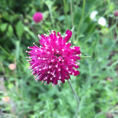 Ian's garden