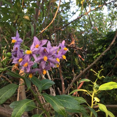 Ian's garden