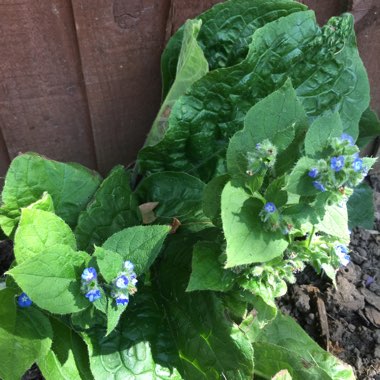 Ian's garden