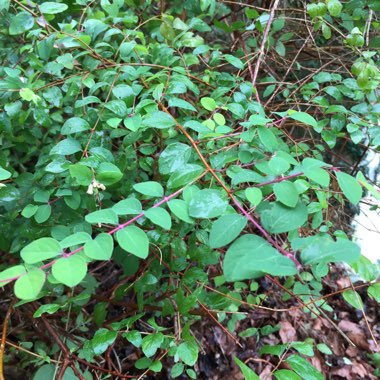 Ian's garden