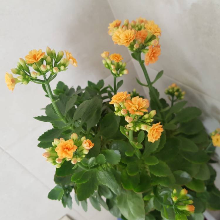 plant image 1317737 plant image 1317737