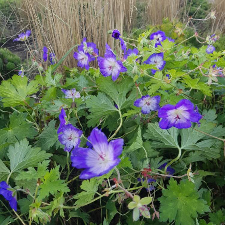 Plant image Geranium wallichianum 'Noorthava' syn. Geranium wallichianum 'Havana Blues'