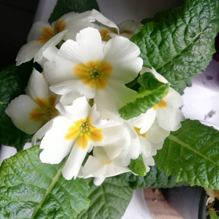 plant image 1317749 plant image 1317749