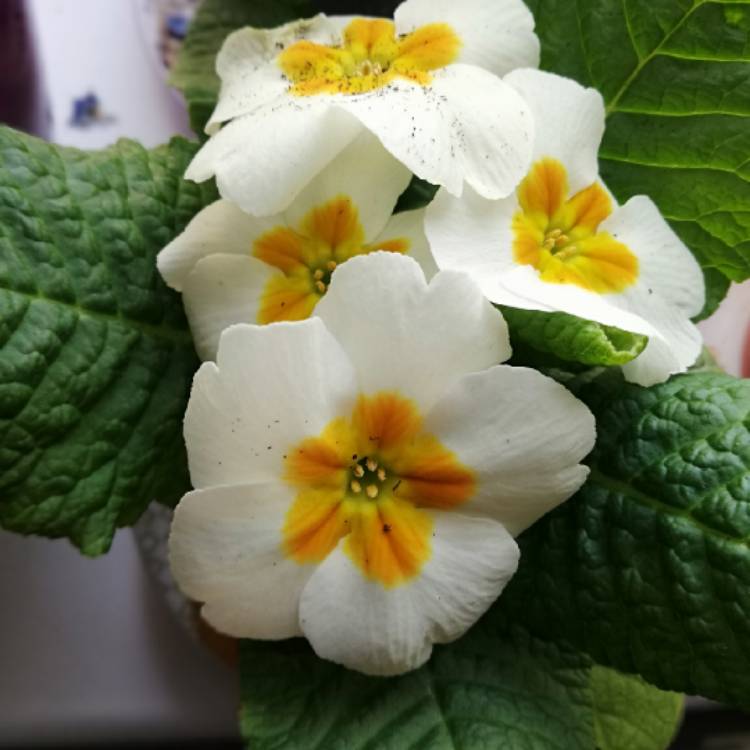 plant image 1317751 plant image 1317751