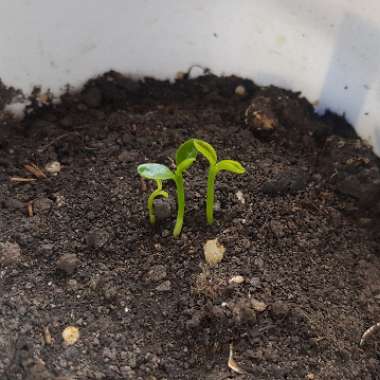 Lemon Tree