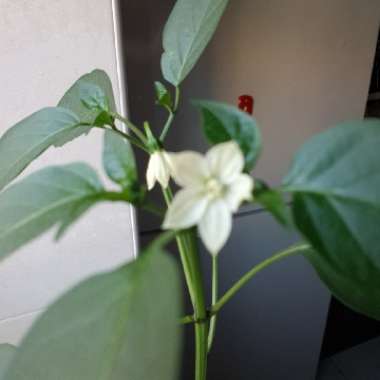 Sweet Pepper