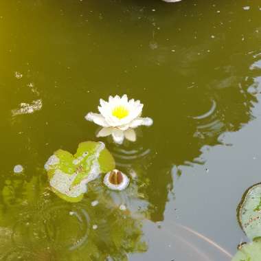 Water Lily