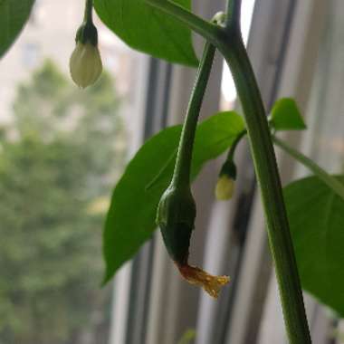 Sweet Pepper